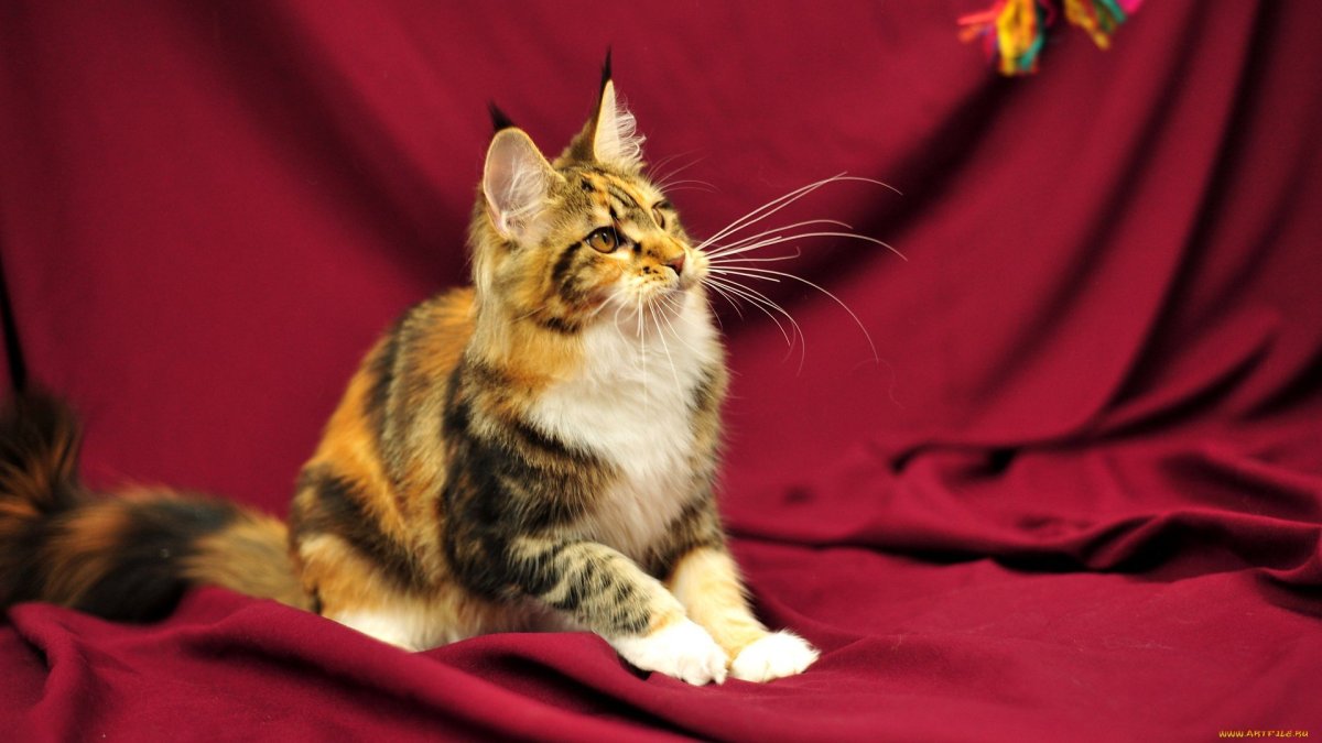 Коты Мейн кун