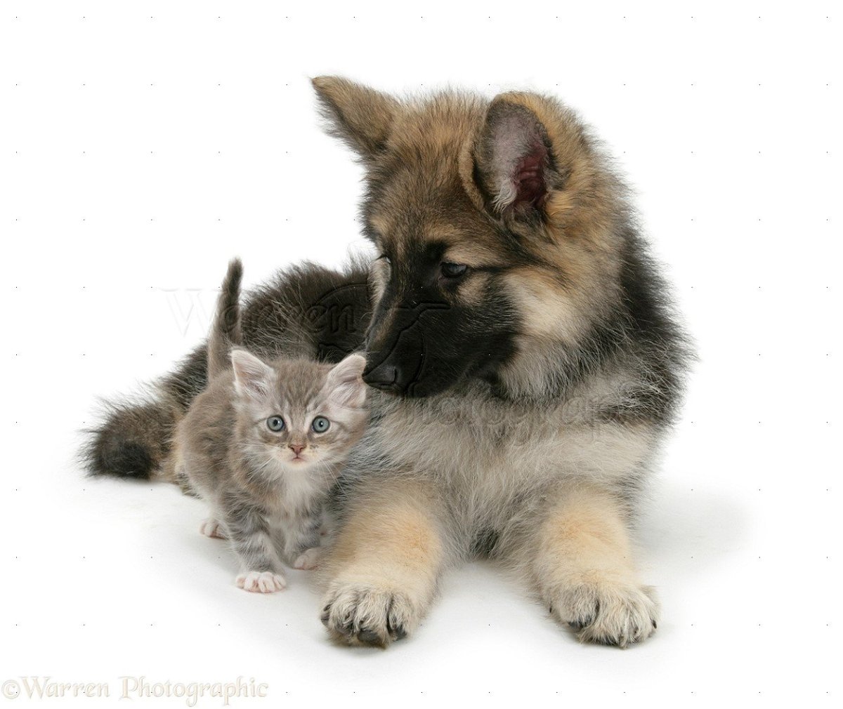 Немецкая овчарка и котенок