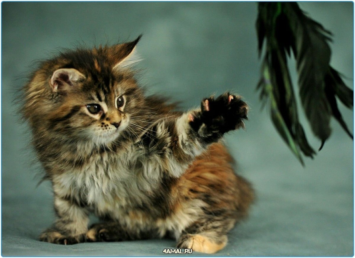 Милые Мейн куны