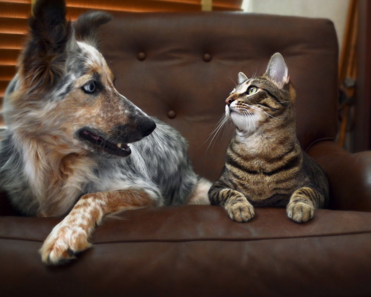 Мейн кун и собака