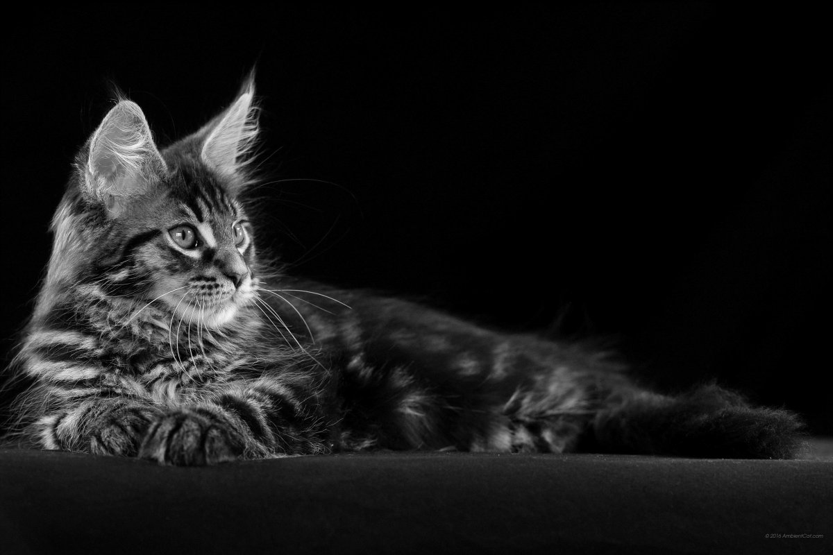 Мейн куны на черном фоне