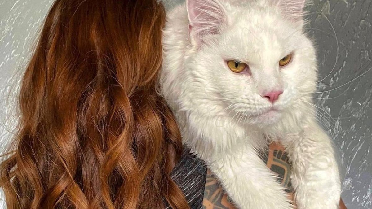 Кот Мейн кун по кличке кефир