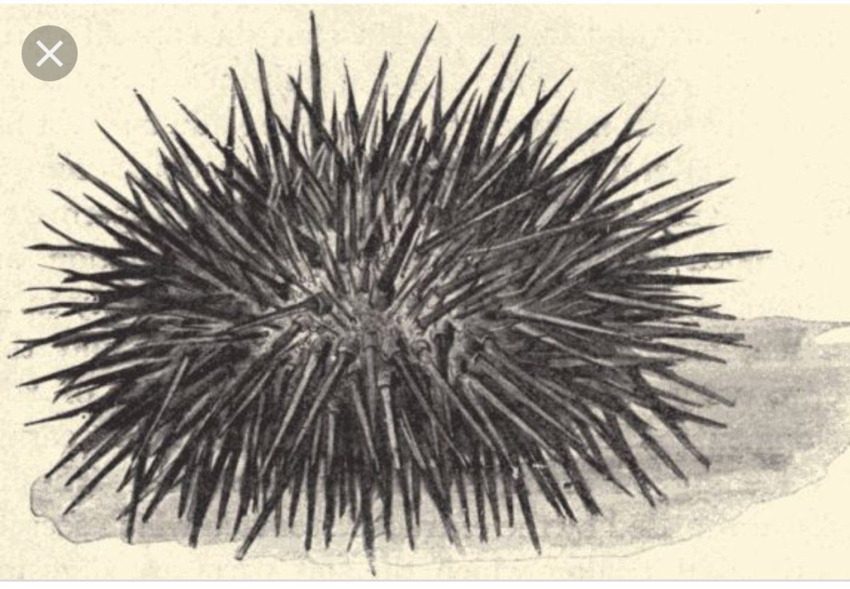 Strongylocentrotus строение