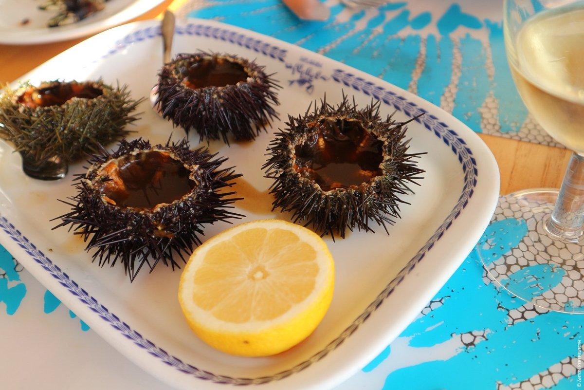 Морские Ежи и гребешки