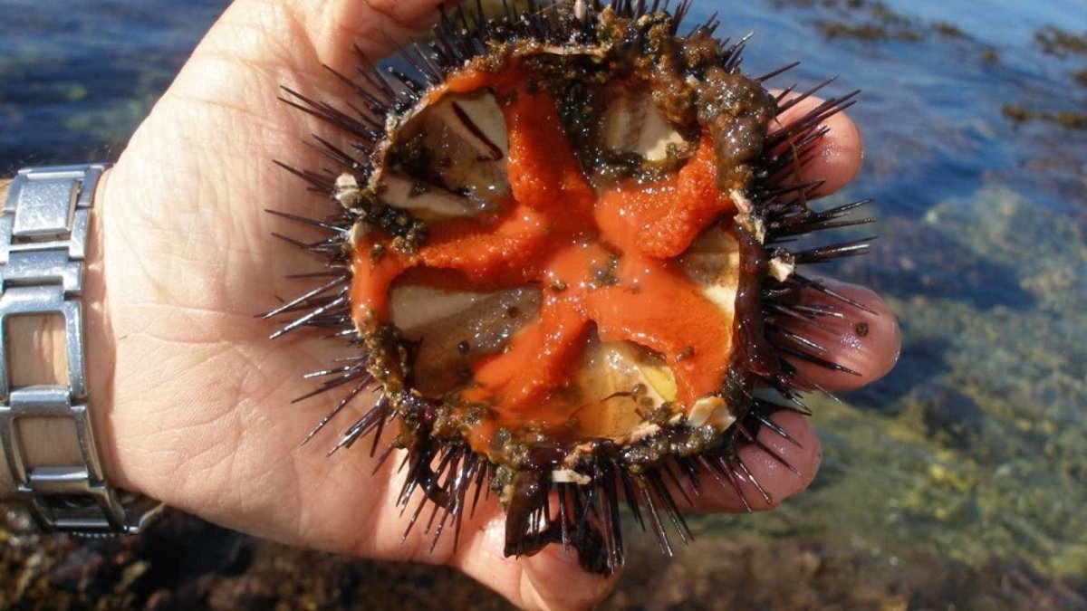 Бентос морской еж