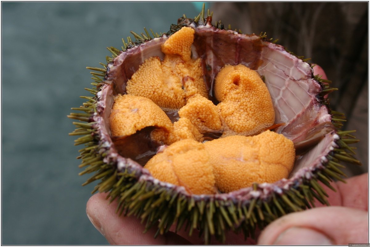 Морской еж скелет