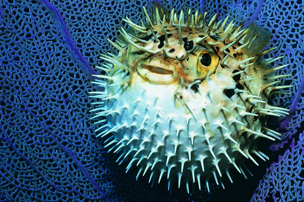 Рыба еж фугу