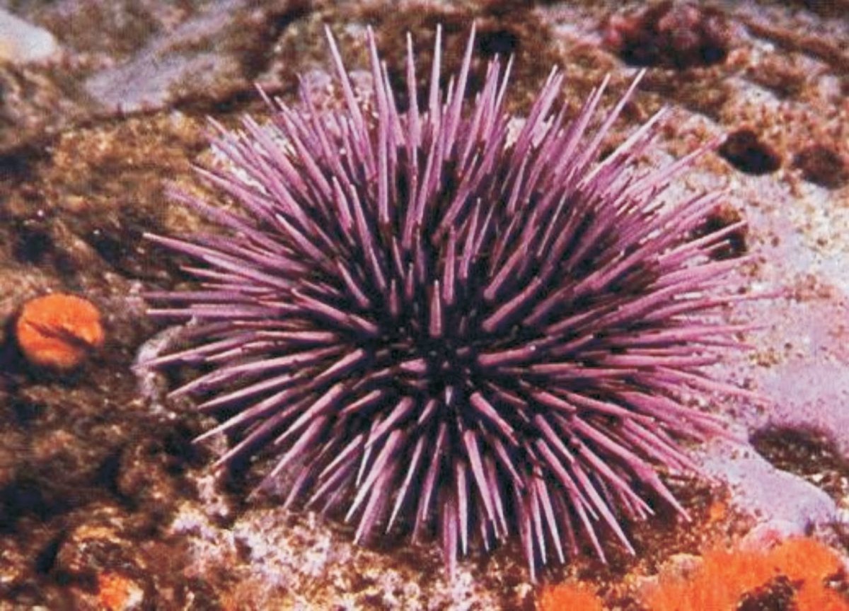 Иглокожие класс морские Ежи