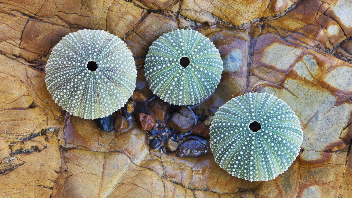 Морской еж панцирь