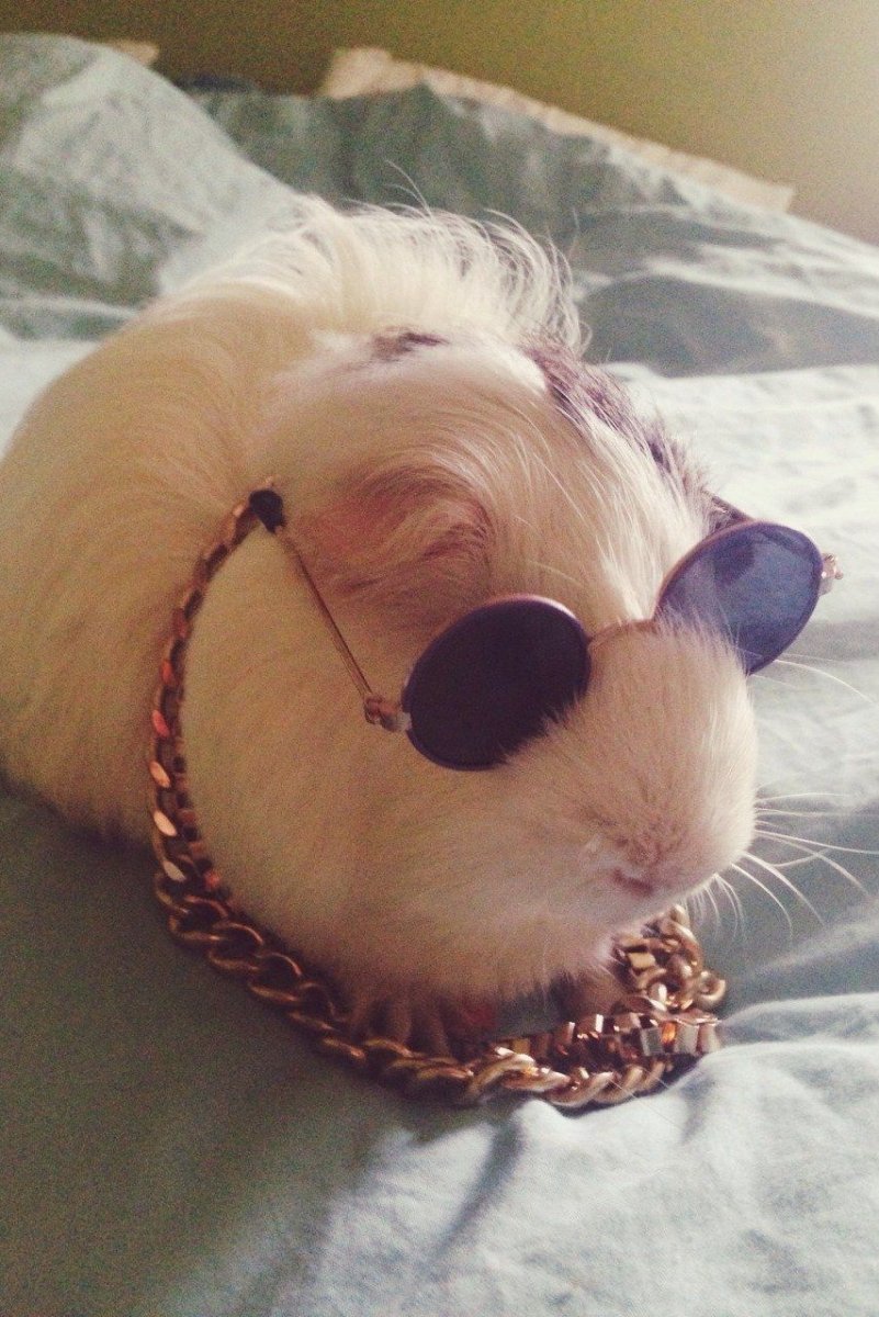 Крутые хомячки