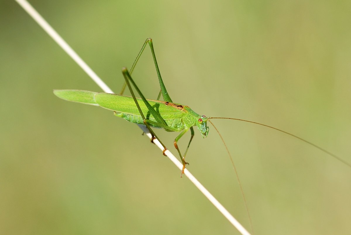 Пластинокрыл обыкновенный Phaneroptera falcata