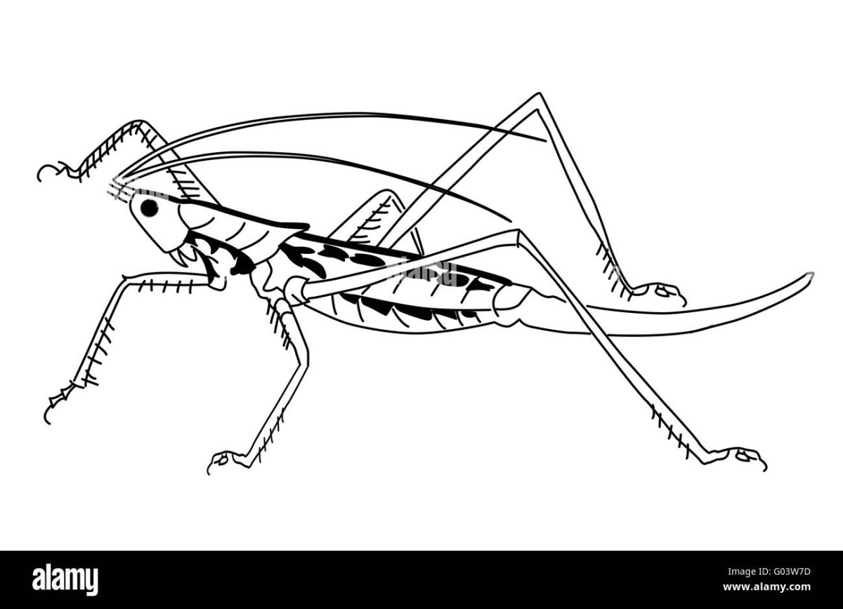 Дыбка Степная
