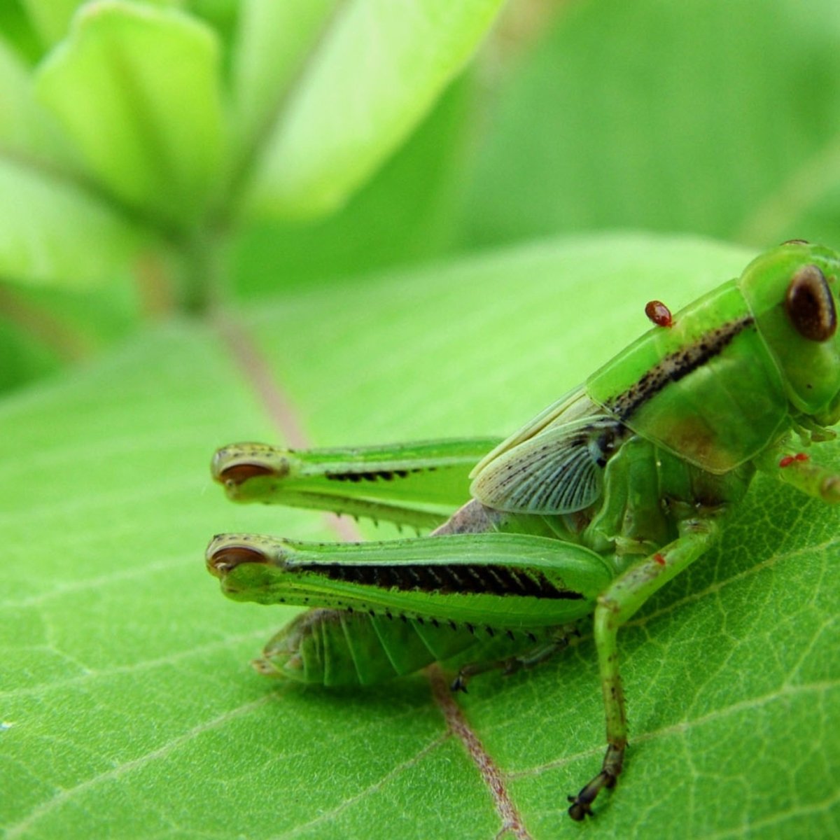 Кузнечик фотоhohmi