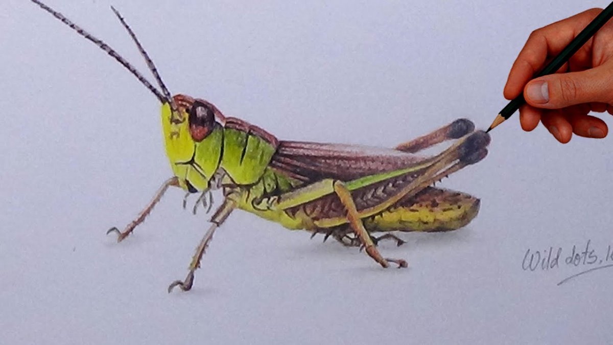 Кузнечик draw