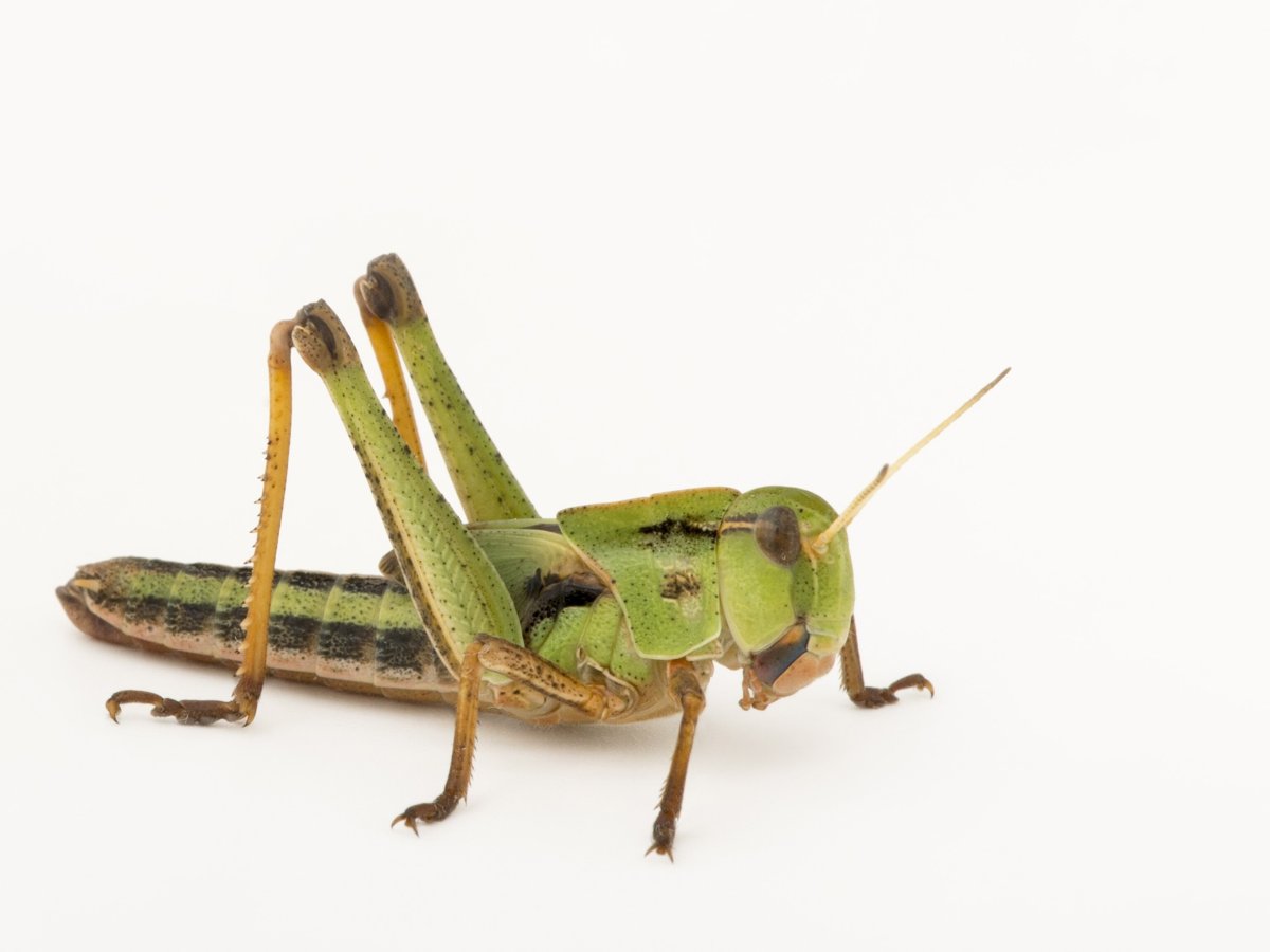 Кузнечик на белом фоне