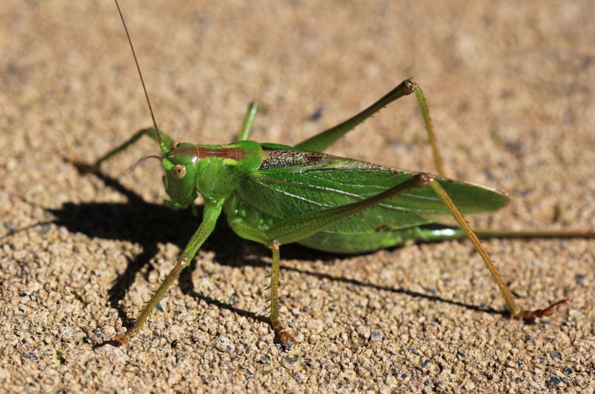 Tettigonia orientalis
