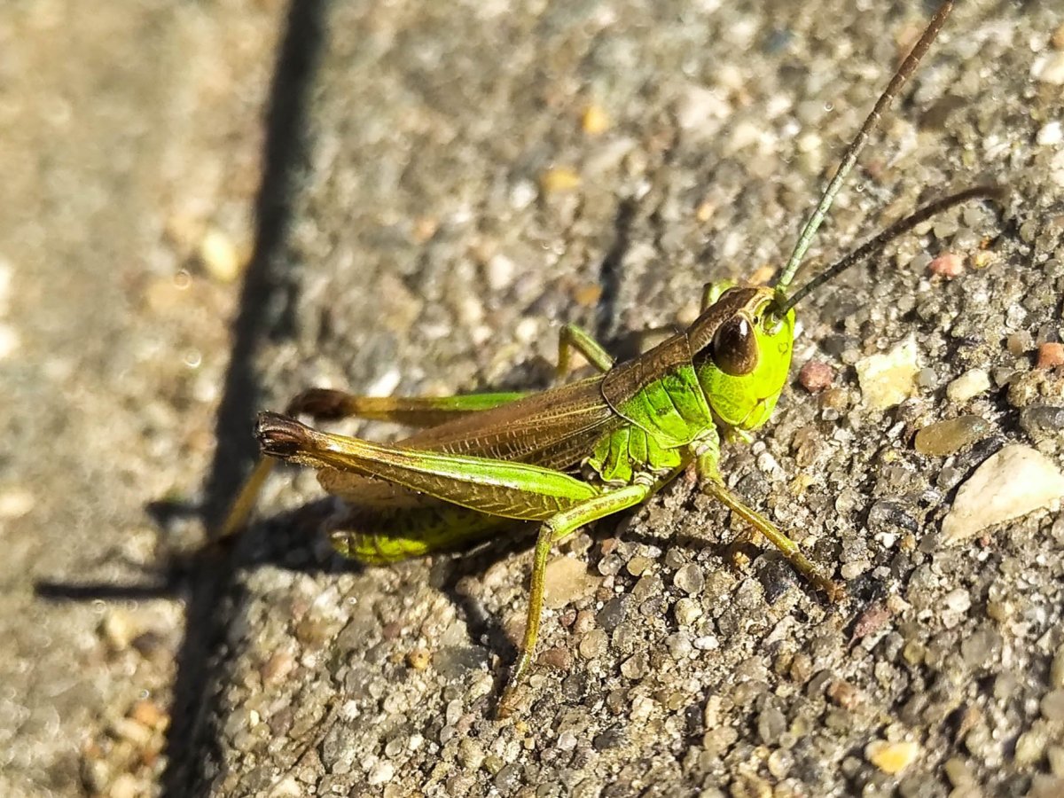 Кузнечик Луговой