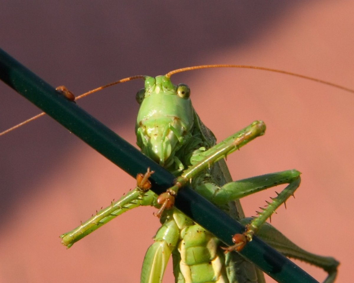 Кузнечик фото