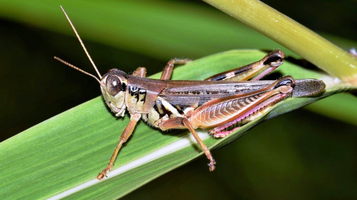 Кобылка желтая