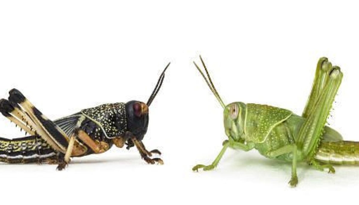 Саранча самец