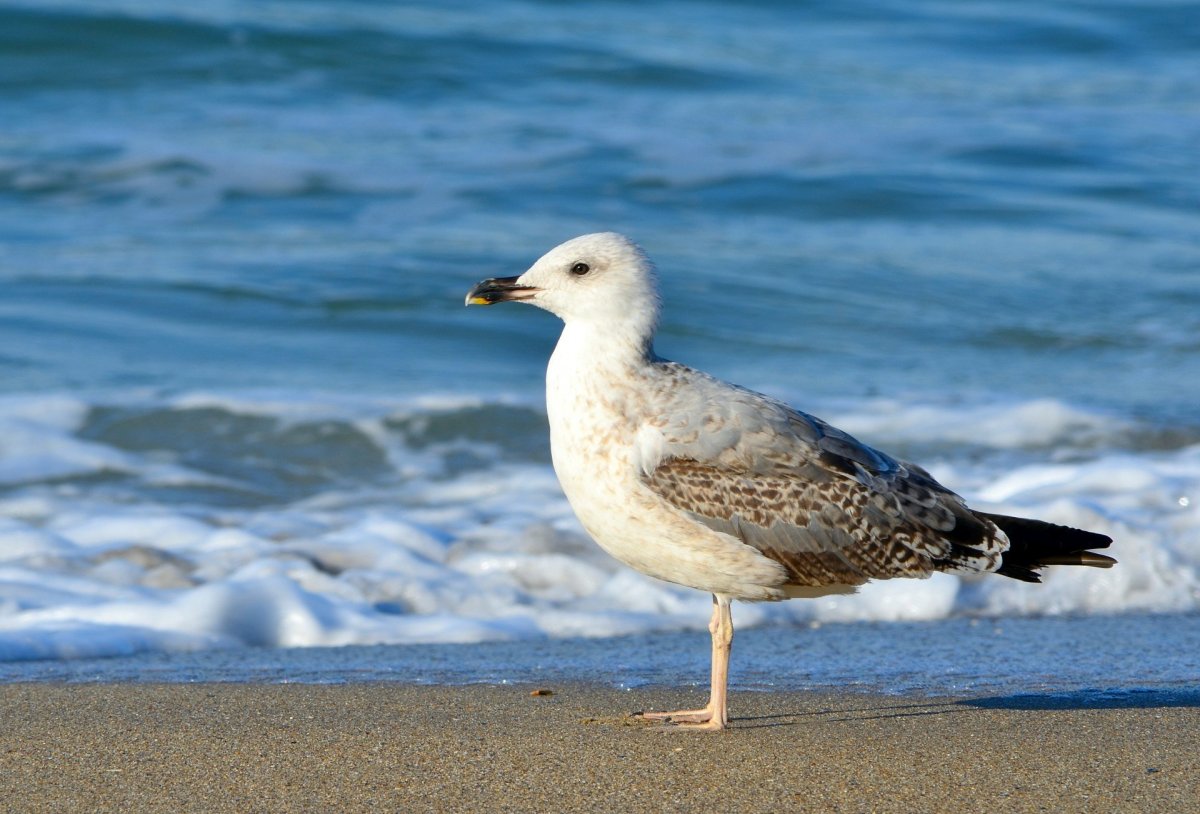 Чайка Черноморская пятнистая