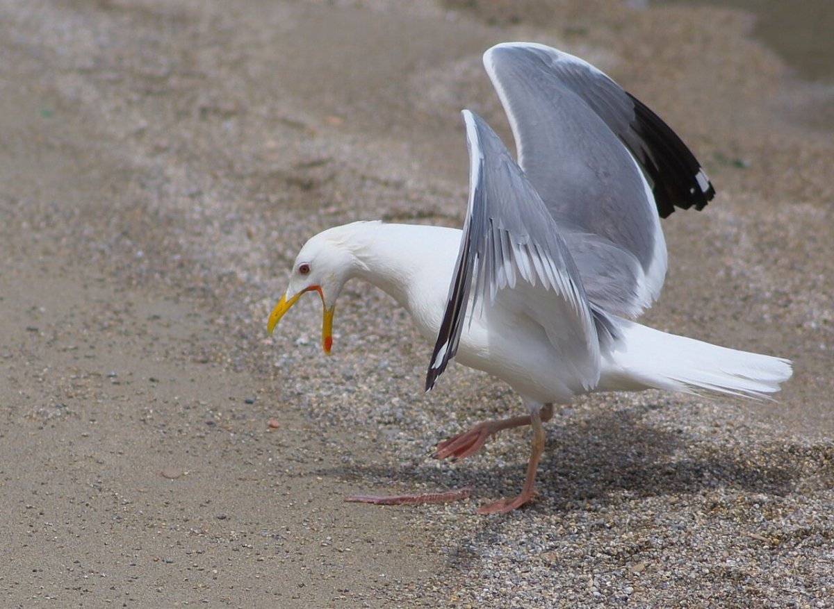 Чайка Баклан птица