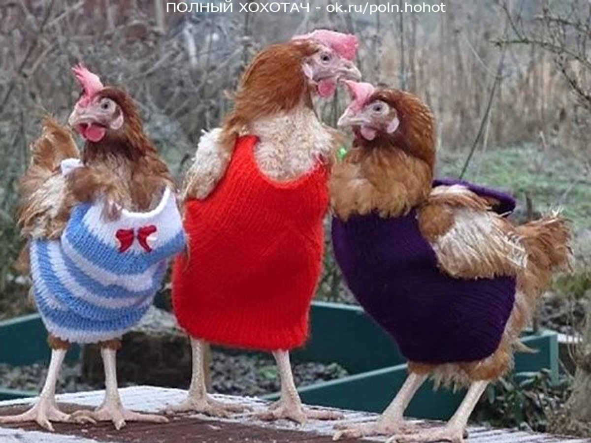 Сплетницы кур кур кур