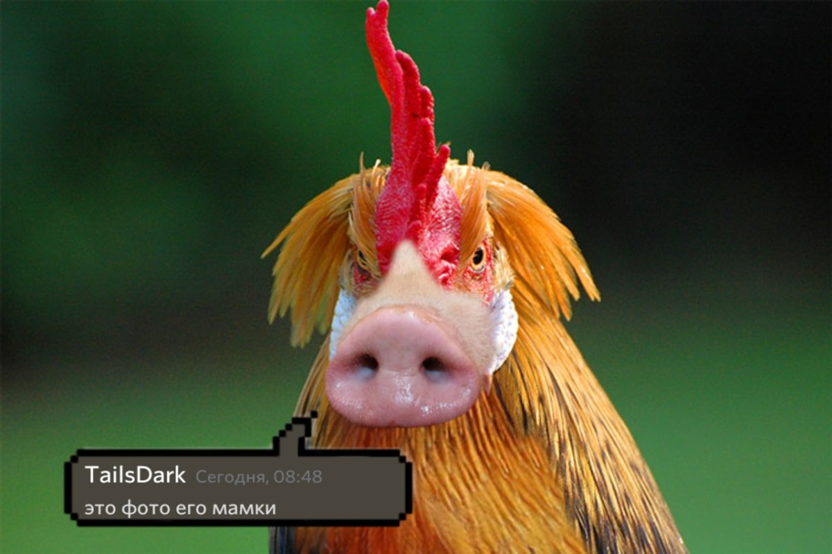 Жирный петушок