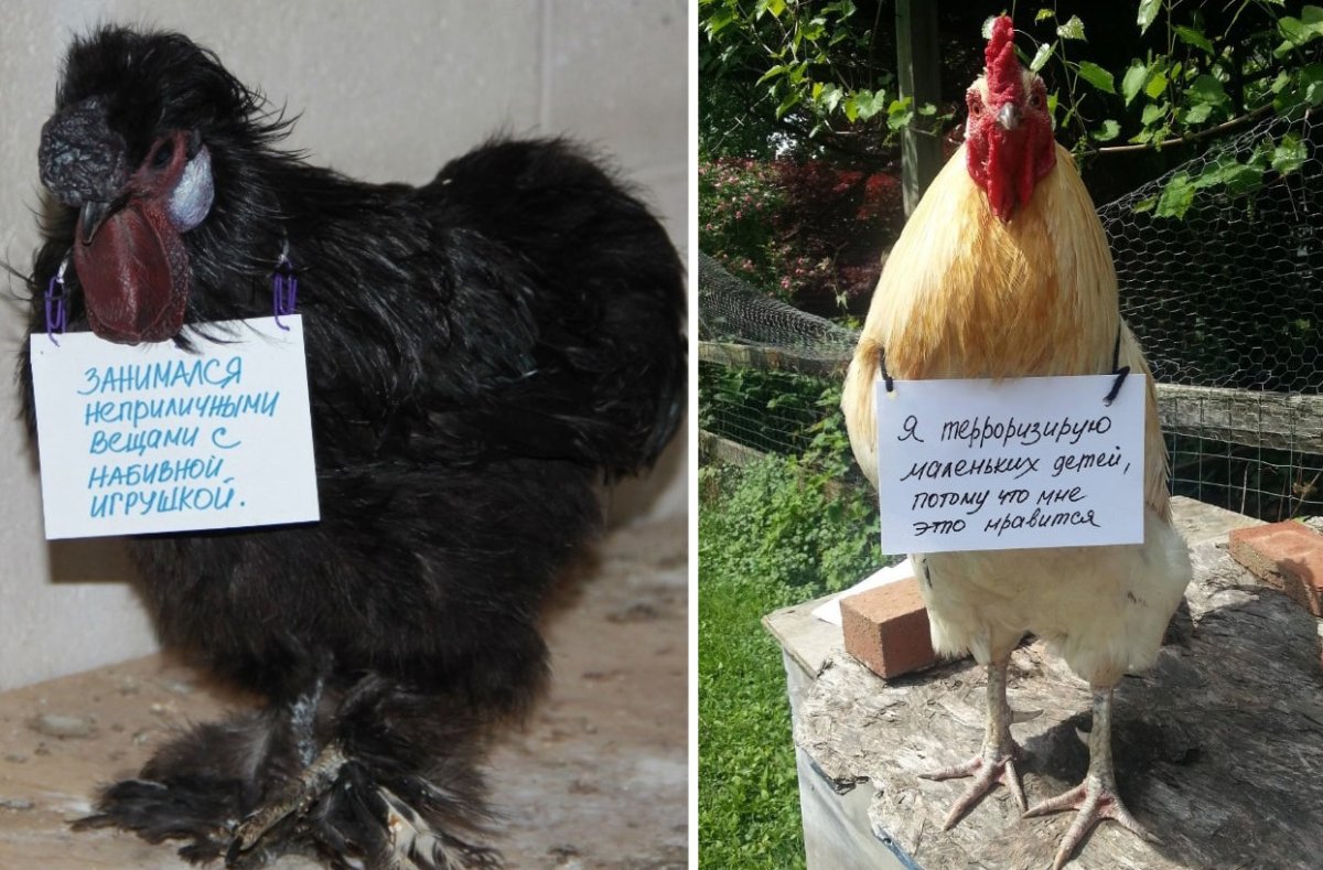 Мужик с курицей