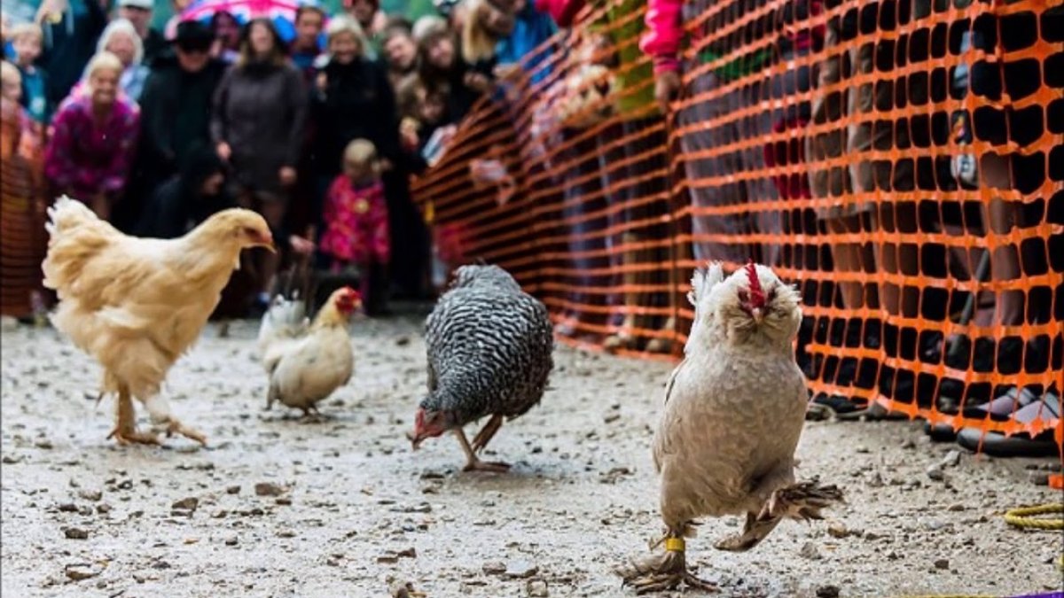 Курица прикол