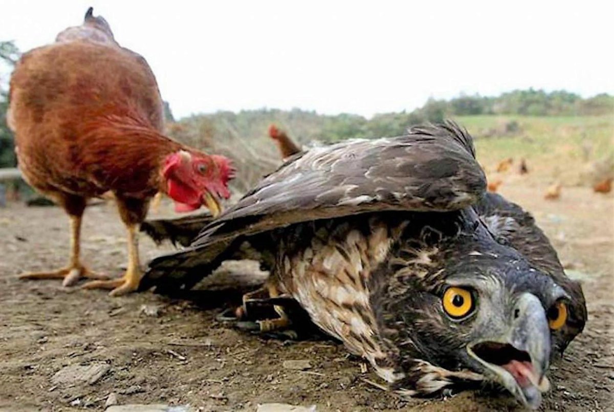 Общипанный петух