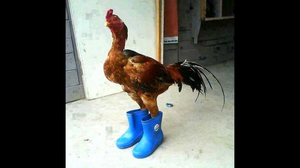 Селадон порода кур