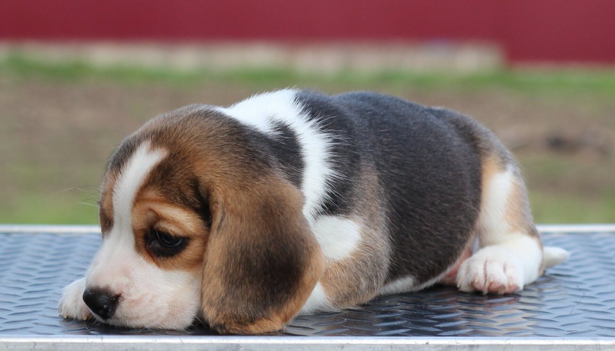 Третье веко у собаки Бигль