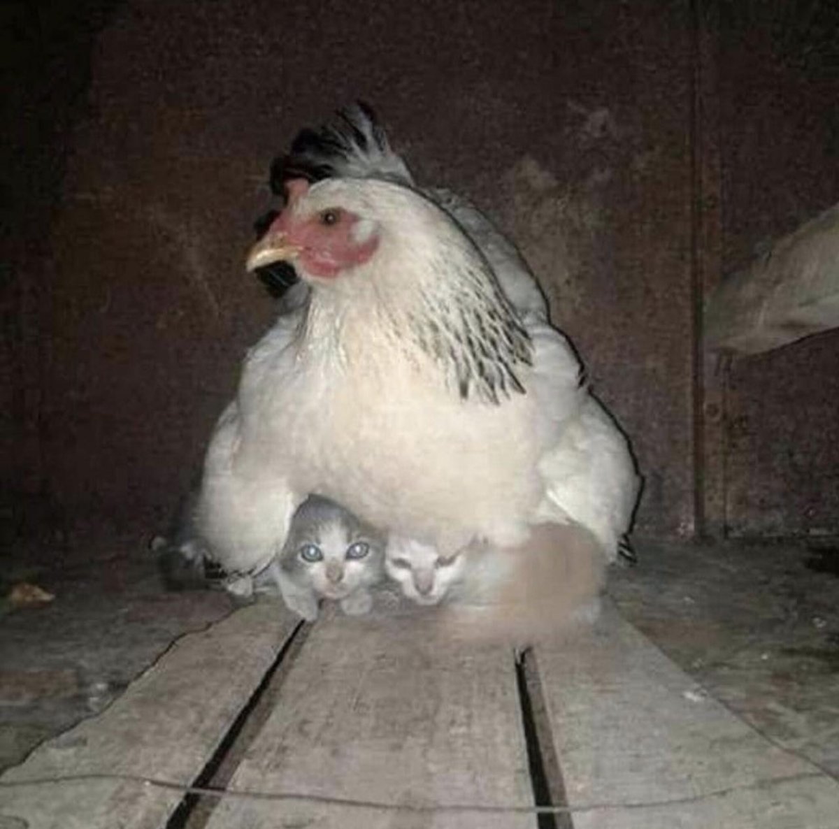 Тупая курица