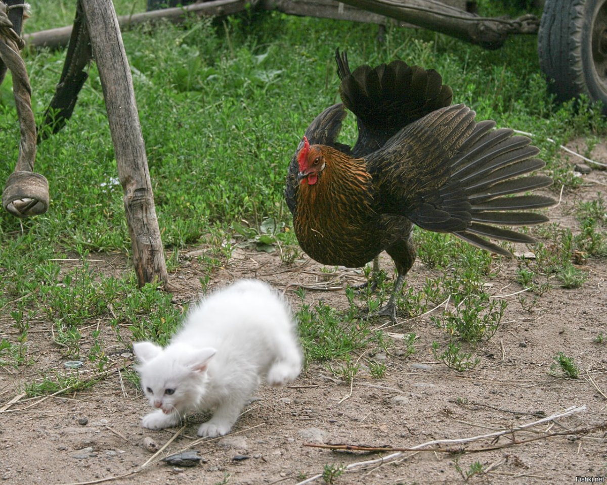 Курица за компьютером