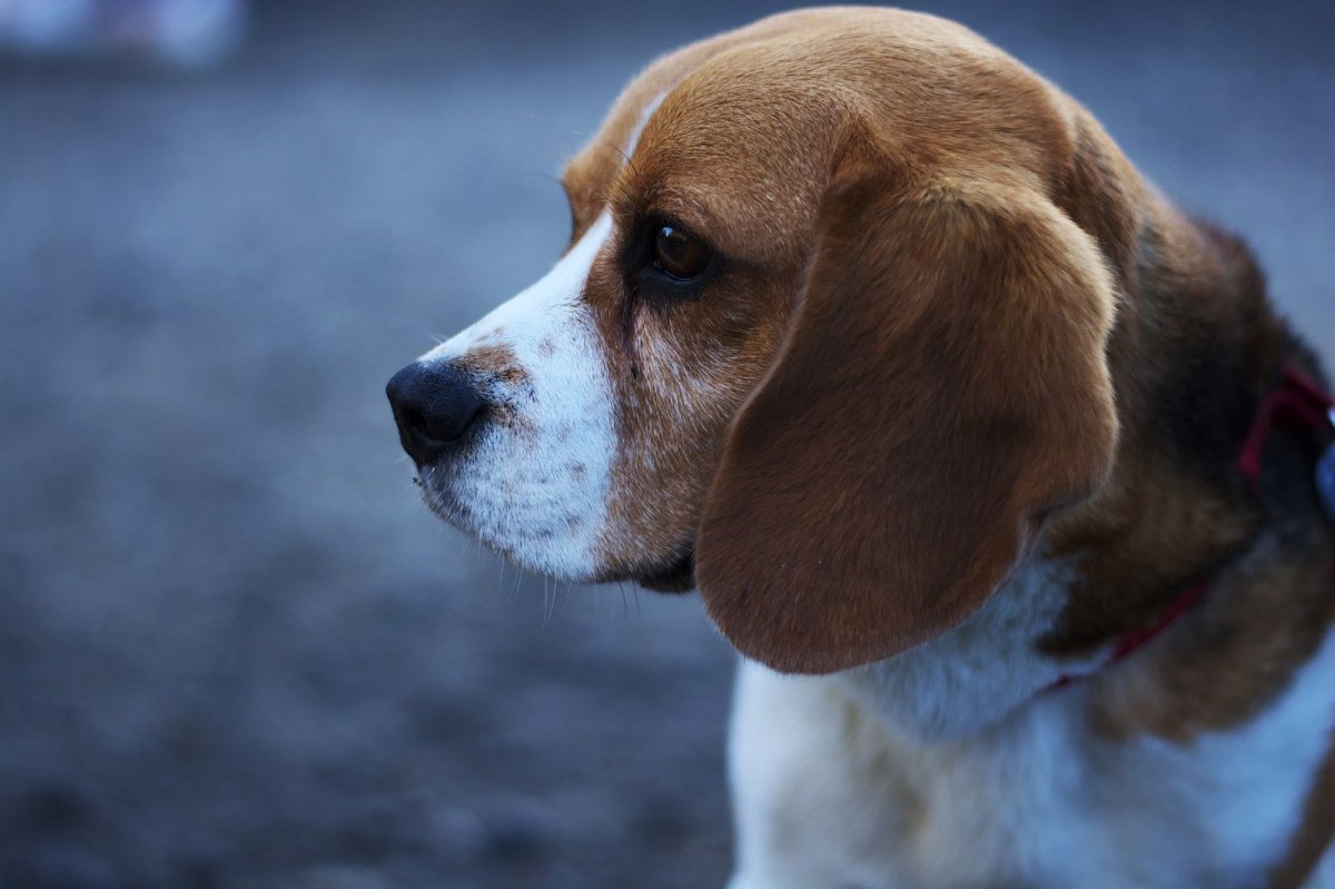 Бигль миниатюрный