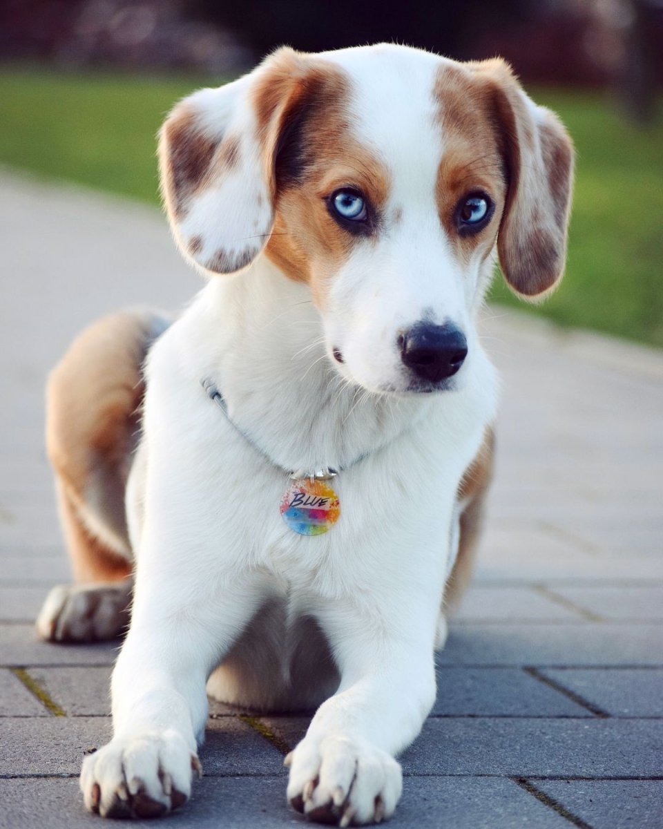 Голубой Бигль