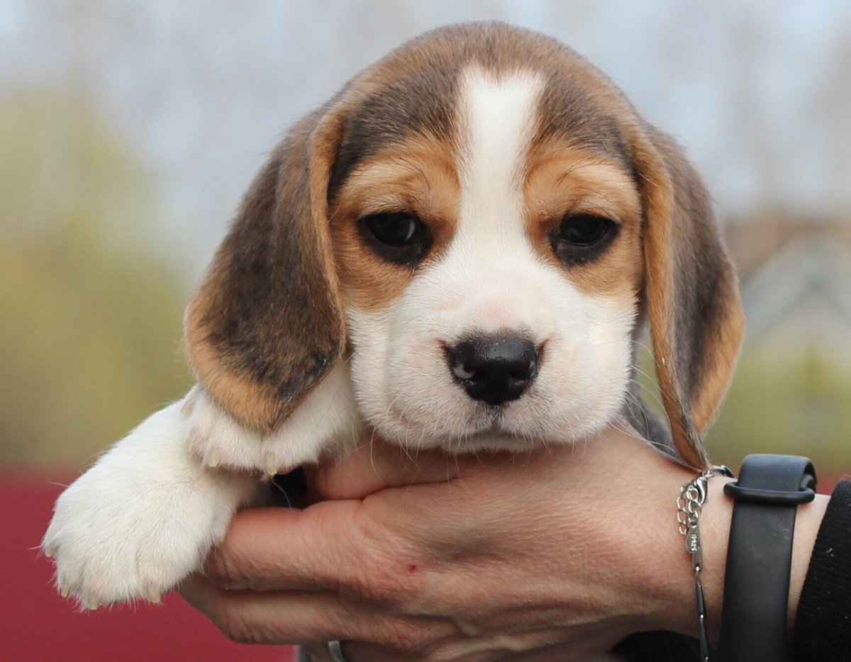 Бигль гетерохромия