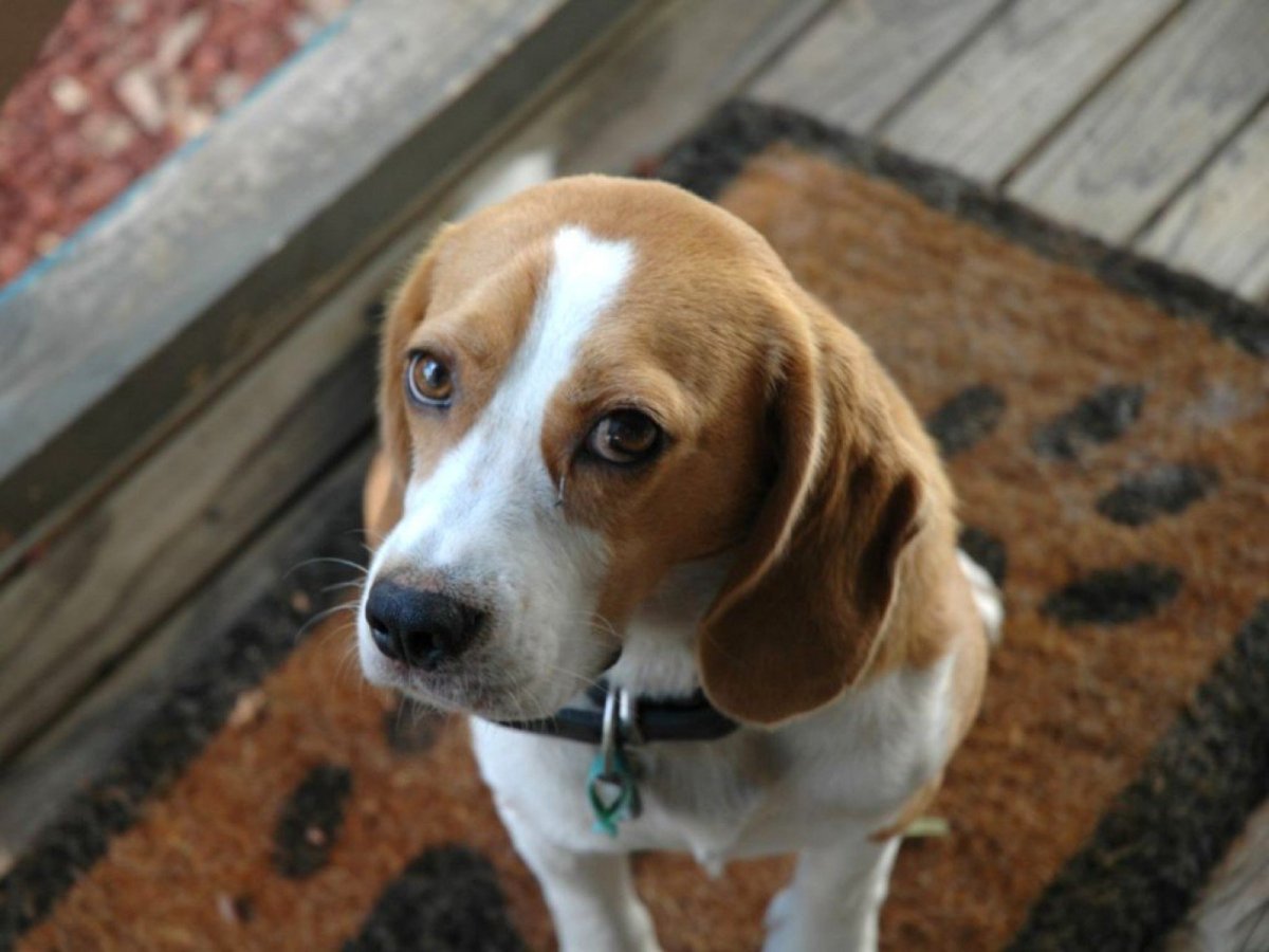 Бигль Снупи