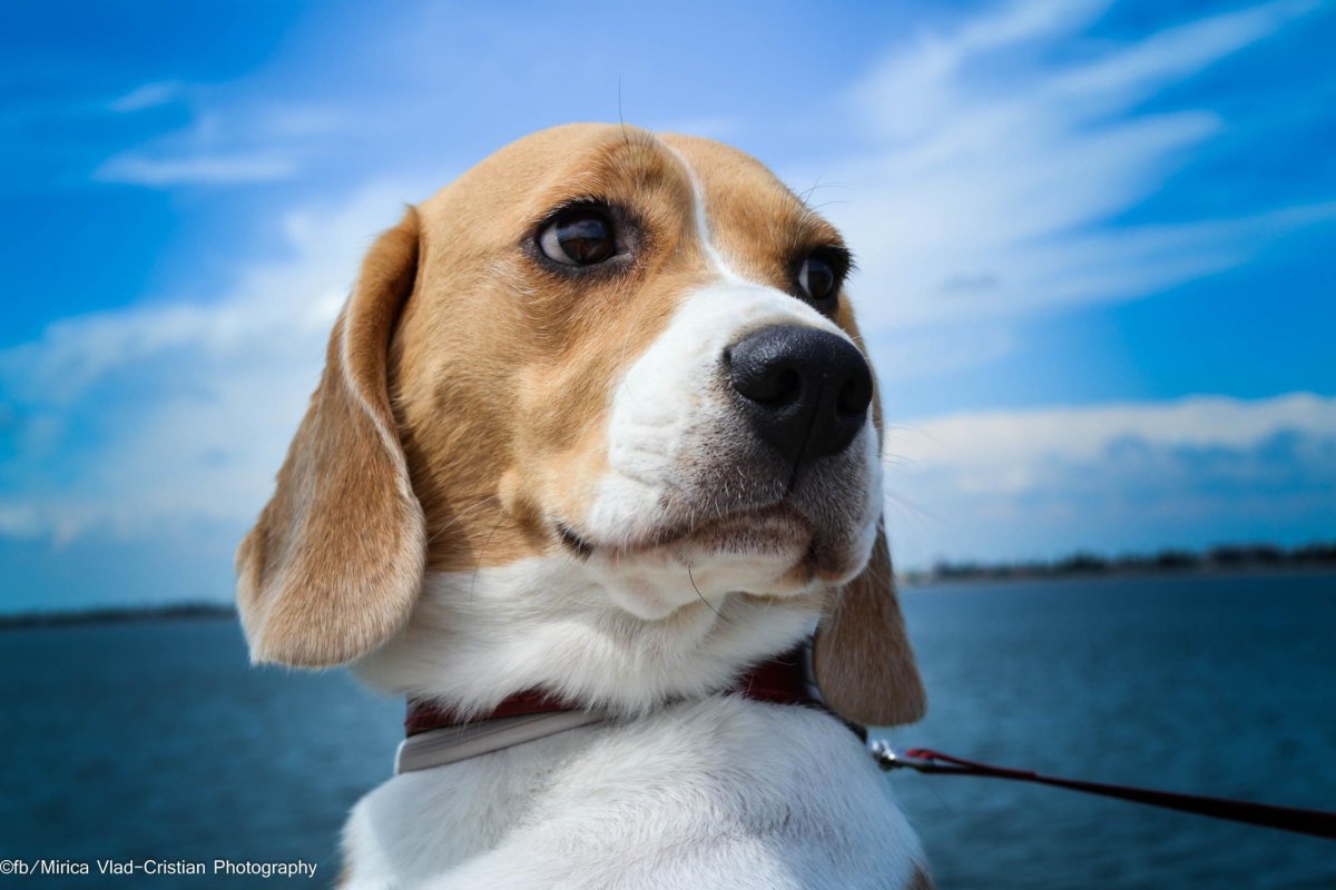 Бигль щенок