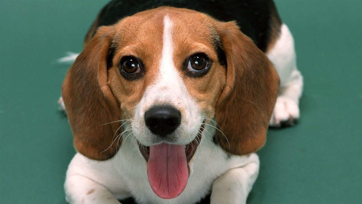 Новогодняя собака Бигль