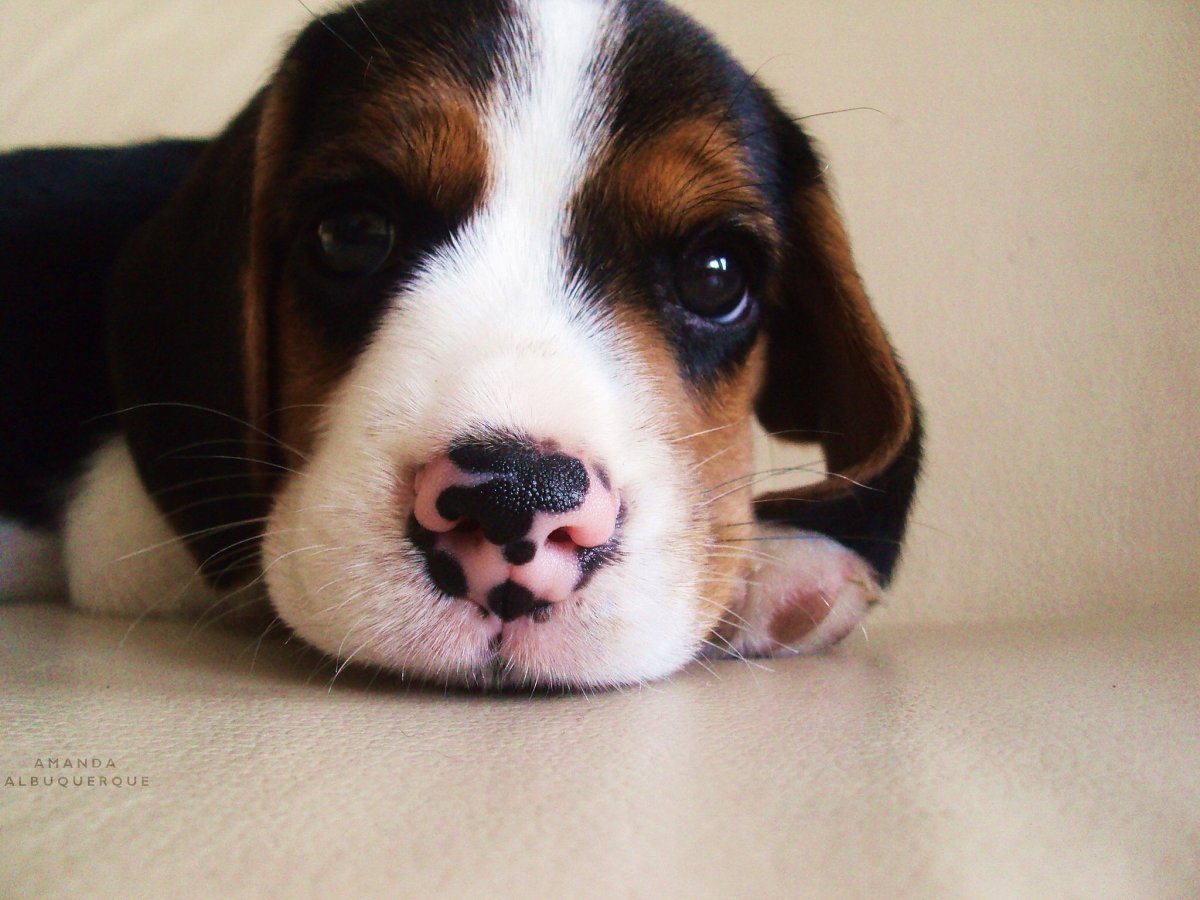 Сколько стоит Бигль щенок дрессированный