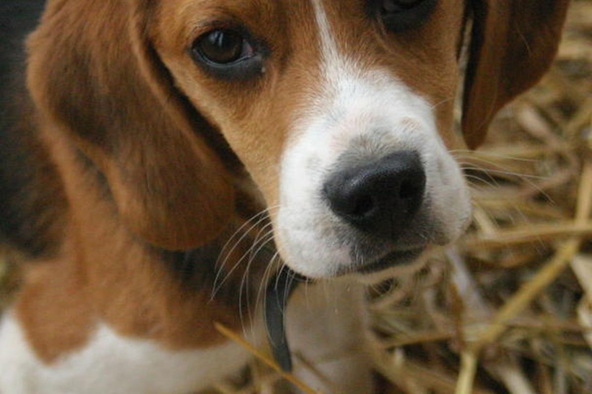 Бигль сериал кадры