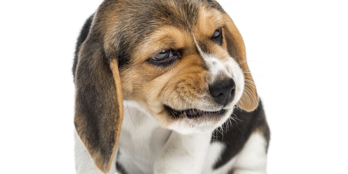 Бигль щенок