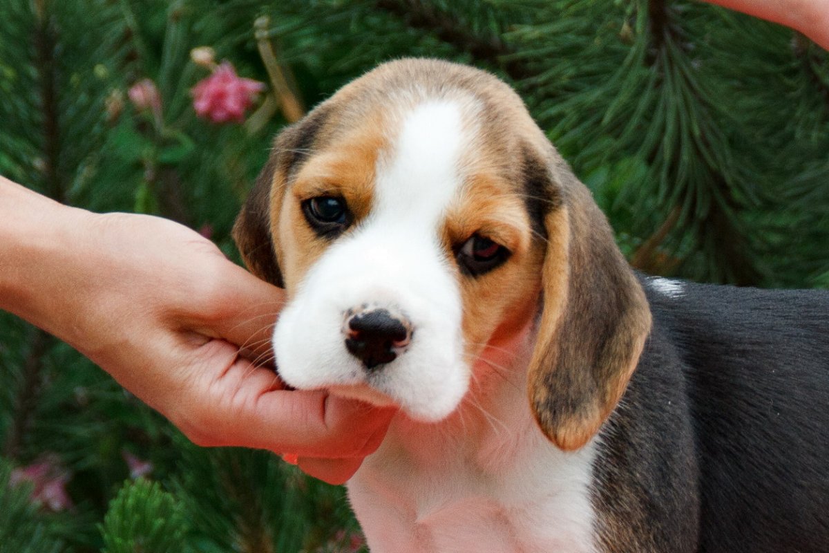 Бигль щенок улыбается