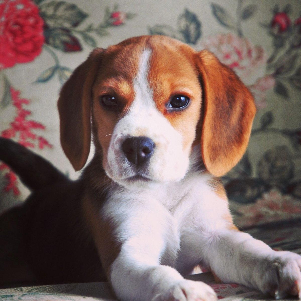 Фоксхаунд и Бигль