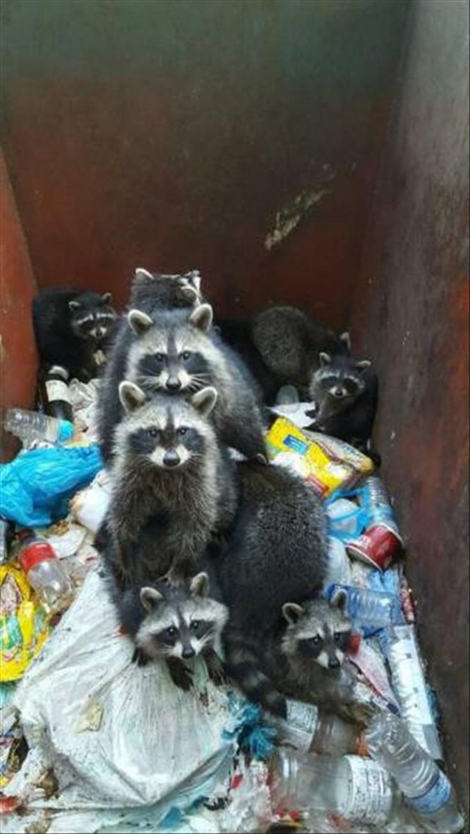 Енот в помойке