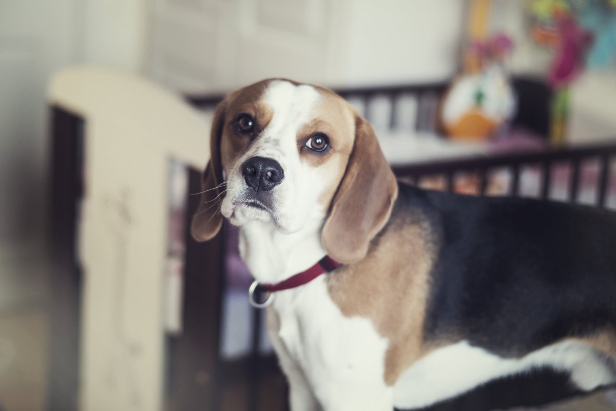 Счастливый Бигль