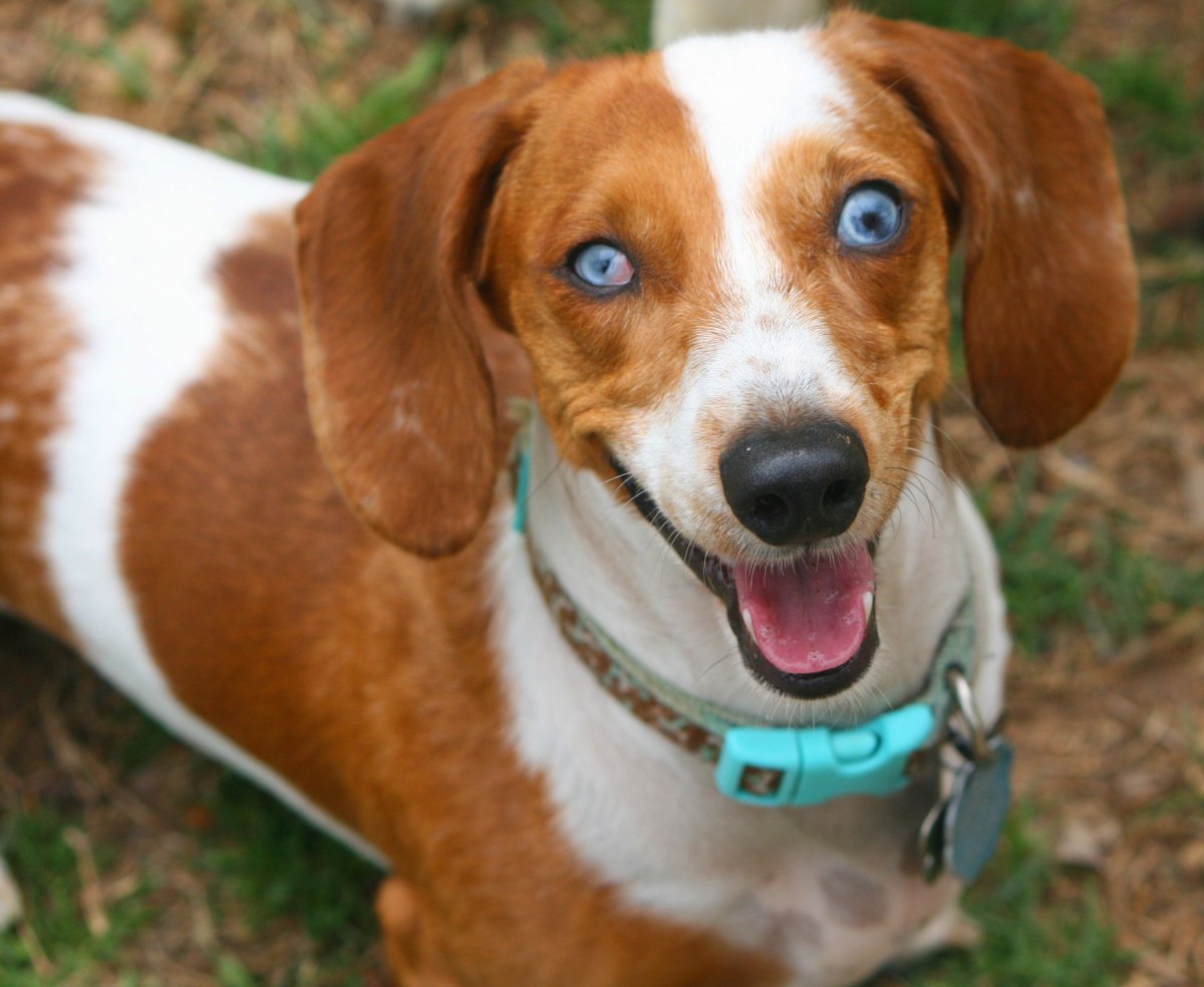 Милейшие маленькие Бигли