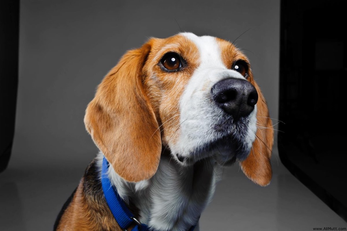 Собака на зеленом фоне